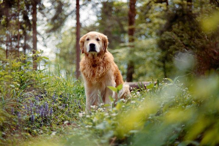 A very good boi (Canon A1 / 50mm 1.4 / Portra 400)
