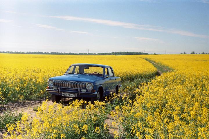 A blue car is parked on a dirt path in a field of yellow flowers under a clear sky.
