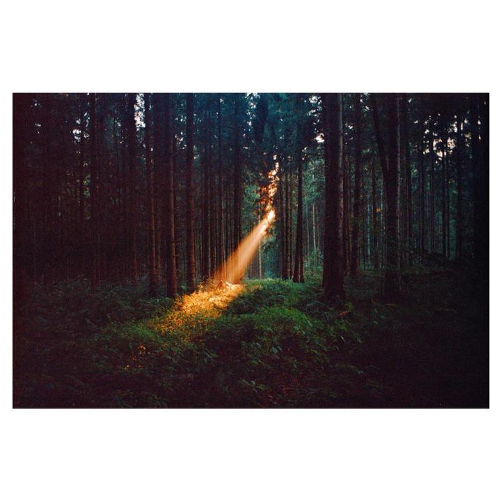 A single ray of light shines through a dense forest, illuminating a patch of undergrowth.