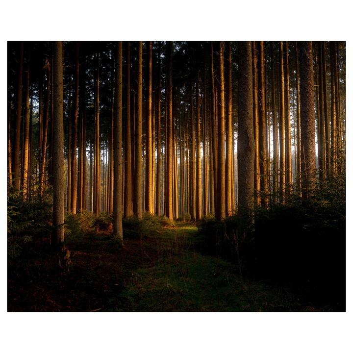 Forest Classic | Leica M6 + Elmarit 28 | Portra 400