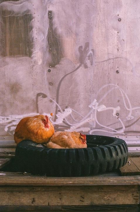 Look at all these chickens (Nikon F2, 50mm, Portra 400)