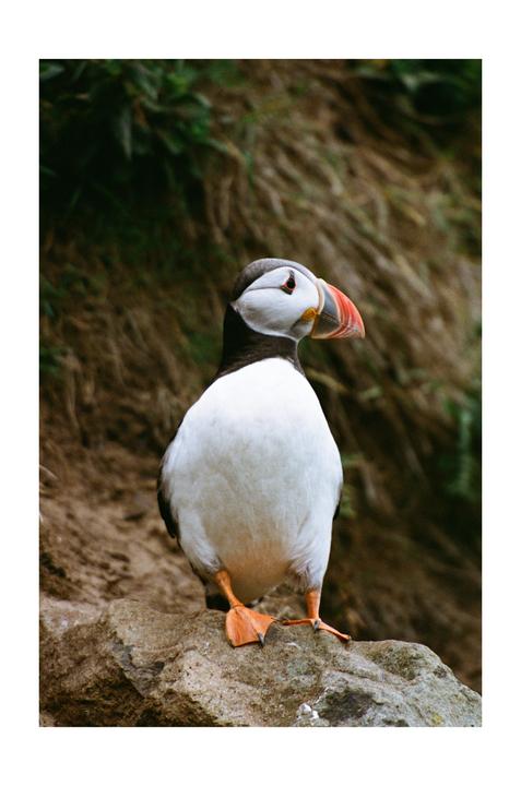 Puffin | Nikon F5 - Nikkor 70-200 VRII | Kodak Portra 400