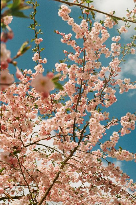 Sakura [Almaz 103, Volna 50mm f/1.8, Lomography 100]