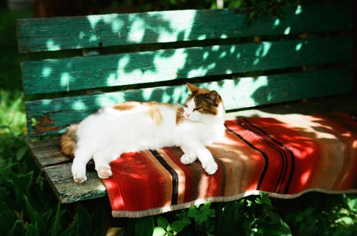 Hot summer afternoon, 7artisans 50mm 1.1, Kodak portra 400