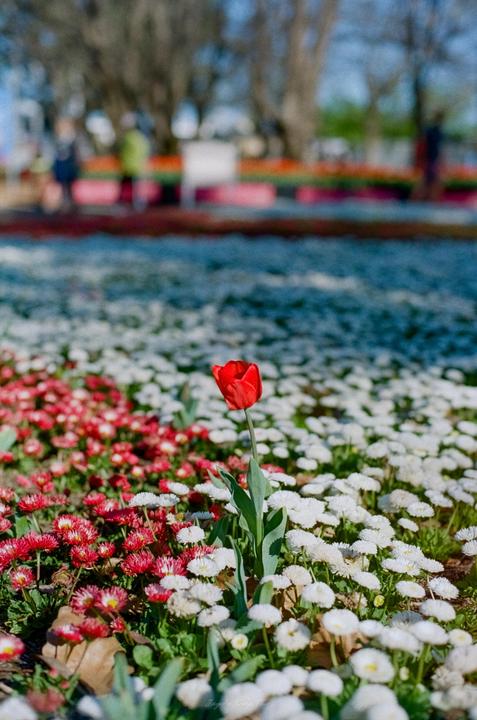 A single red tulip stands out among a field of white and red flowers.
