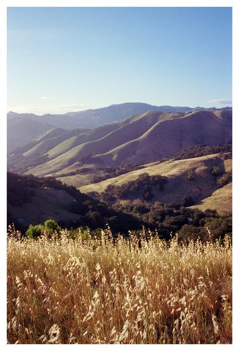 Wine country || Leica M6, 35mm Voigtländer ultron || Portra 400