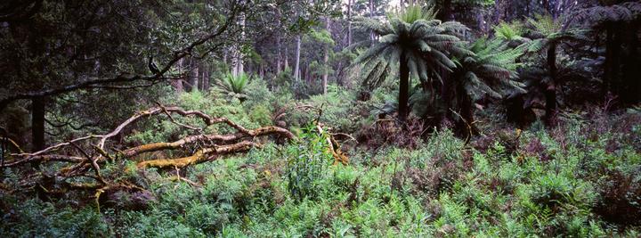 XPan Hiking [45mm, f/4, Fuji Velvia 100]