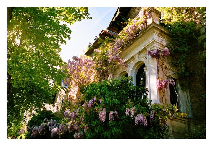 An overgrown mansion [Camera: Nikon F100, Film: Kodak Portra 400]