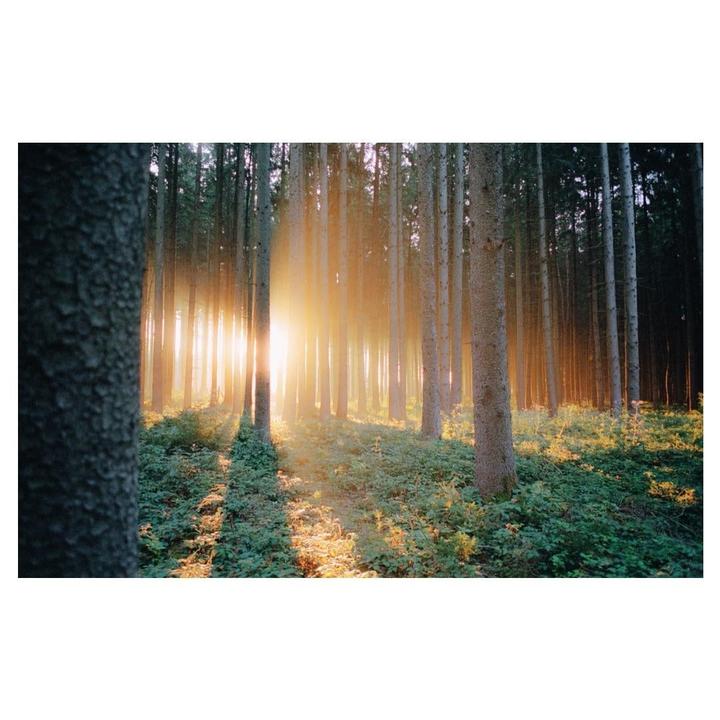 Forest Glow | Leica M6 + Elmarit 28 | Portra 400