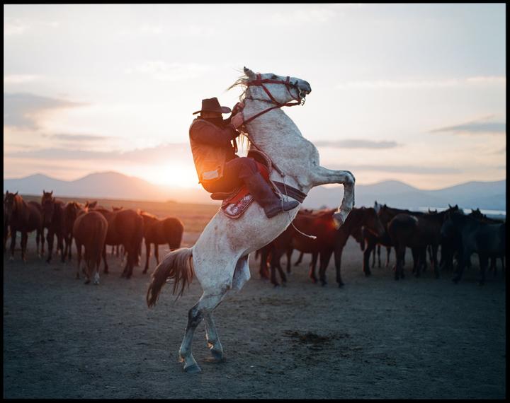 Wild Horses of Anatolia (Kayseri, Turkey) [Pentax 67, Portra 800]