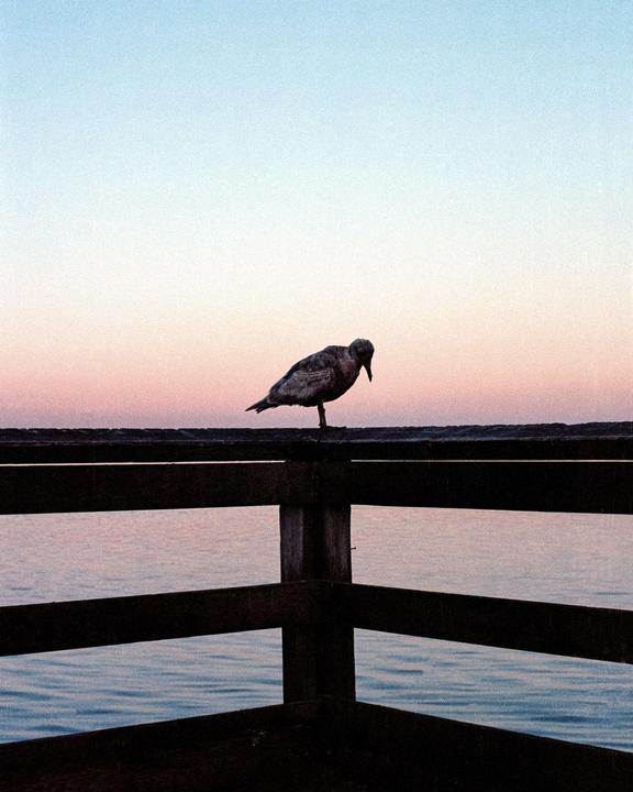 Pier Bird | Nikon F3 / 50mm 1.4 | Portra 160
