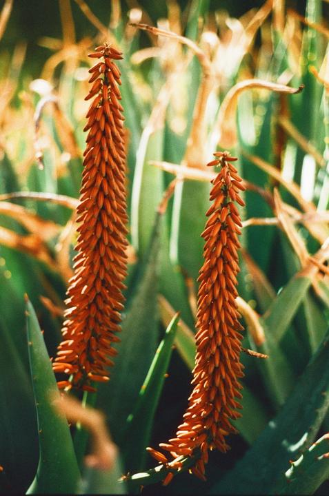 Two tall, orange, spiky flowers stand out against a blurred green and brown background.