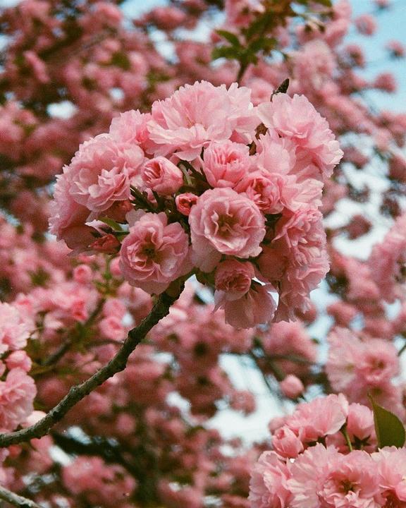 Cherry blossoms in Central Park | Minolta 70w p&s | Lomography 400