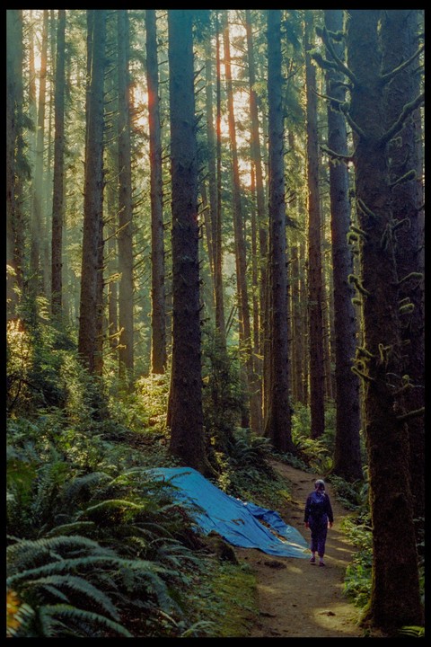 A person walks along a path through a forest with tall trees and lush undergrowth, with sunlight filtering through the canopy.