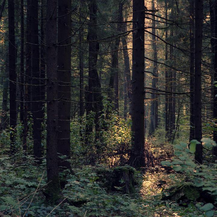 Where the Light Pauses [Bronica SQ-Ai | Zenzanon-PS 150/4 | Kodak Ektar 100]