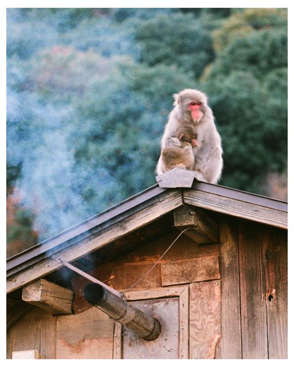 monke | Fujifilm C200 | Canon EOS 55 + EF 100mm 2.8