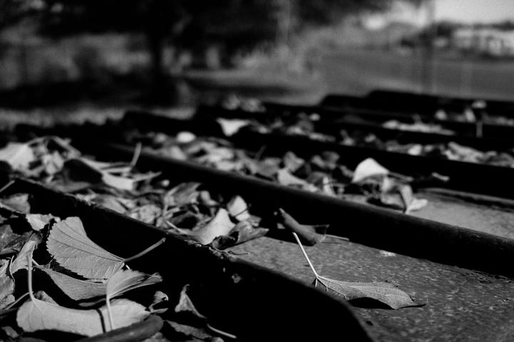 Fallen leaves are scattered across a set of railroad tracks in a black and white image.