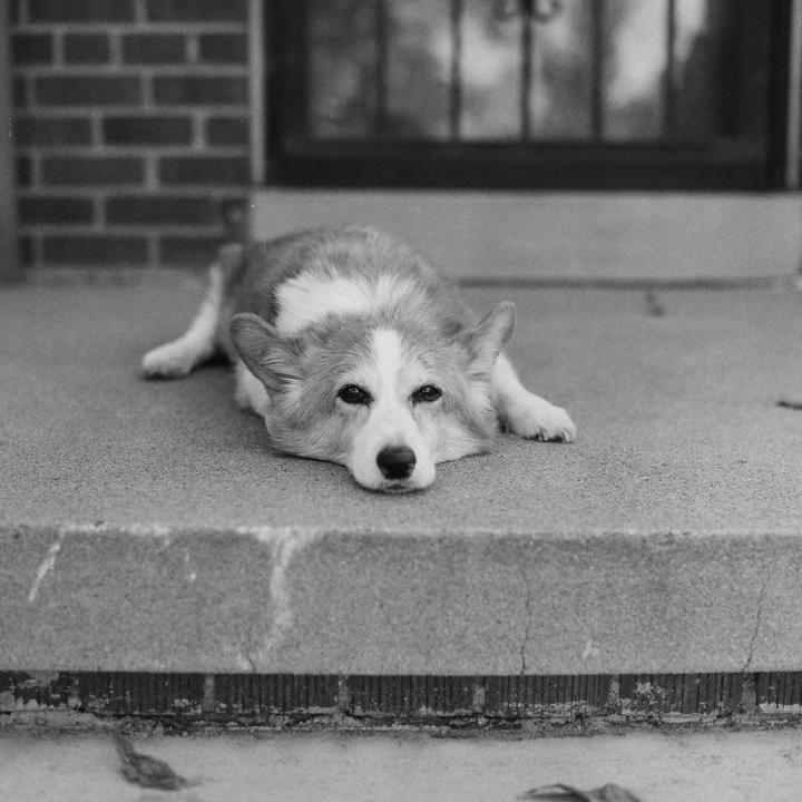 A corgi with a white chest and face lies on a concrete porch step.