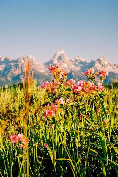 Wyoming Wildflowers (Leica m5, Sonnar 50mm 1.5, Ektar 100)