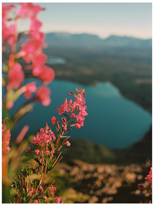 Floral scene in the alps [Canon EOS 7, EF 35mm /f2, Ektar 100]