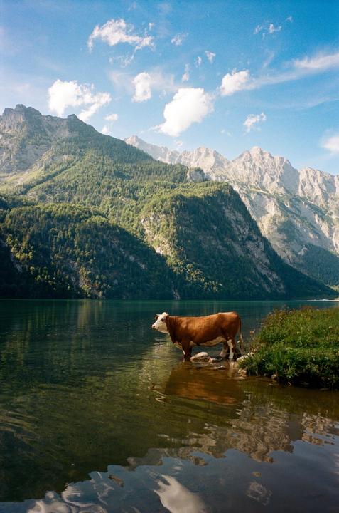 Summer wandering in Bavaria alps [fuji klasse w, portra 400]