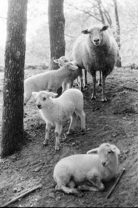 A ewe and three lambs stand among trees on a dirt path.