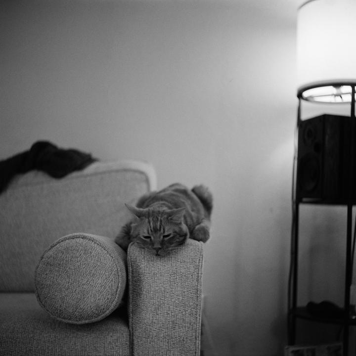 A cat is lounging on the armrest of a sofa next to a floor lamp.