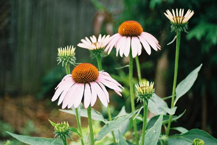 The original Fujifilm superior C200 + XTRA 400