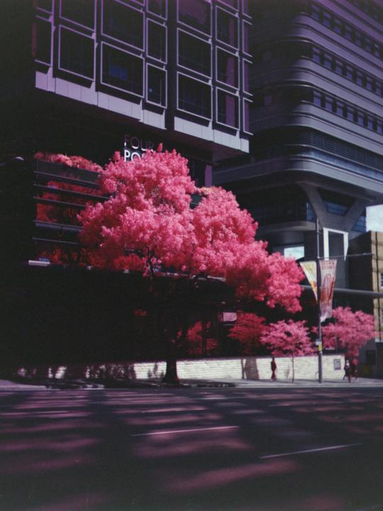 Trichrome Aerochrome Emulation - 3D Wizard, custom filters, Rollei IR 400