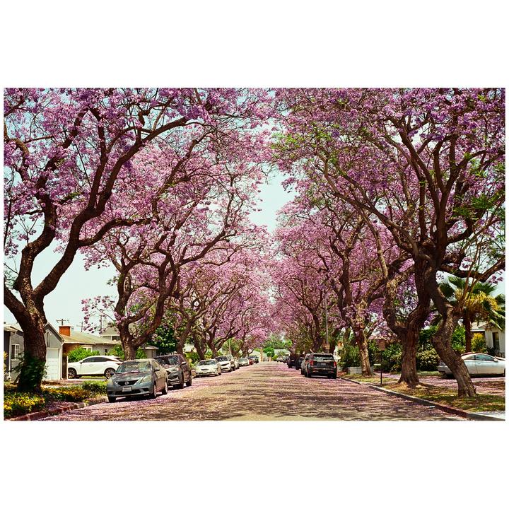 jacaranda season | Minolta Hi-Matic 7sII | 40mm f/1.7 | Ektar