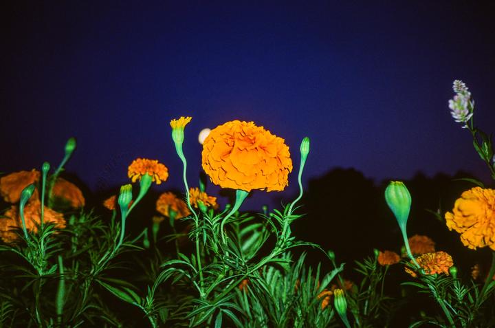 Midnight Garden [Olympus Mju II / Ektachrome]