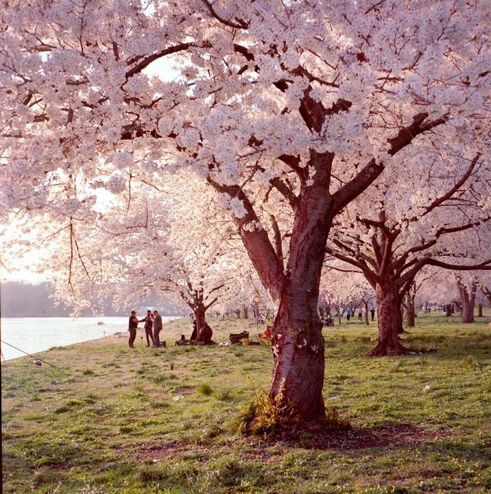 Along the River - Yashica Mat 124G - Ektar 100