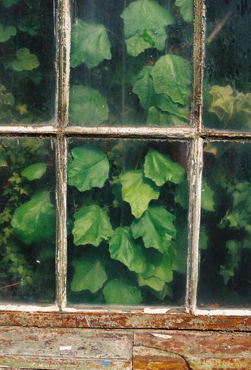 Greenhouse | Canon AE-1 50mm Kodak Gold 200