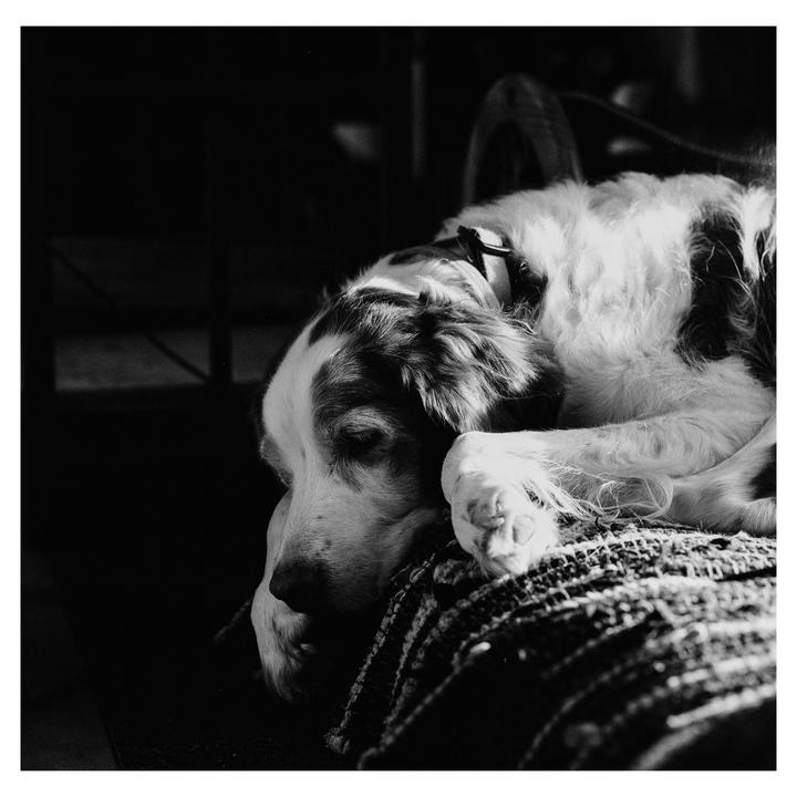 My girlfriend’s dog Maggie just had to be put down. I took these in her last days (Hasselblad 501cm, 150mm cf, Cinestill bwxx)