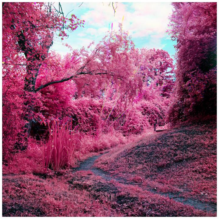 Enchanted Forest [Minolta Autocord, Rollei Infrared IR400 trichrome]