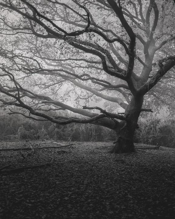 Hirst Hill, Pentax 6x7, 105mm, Tmax 100