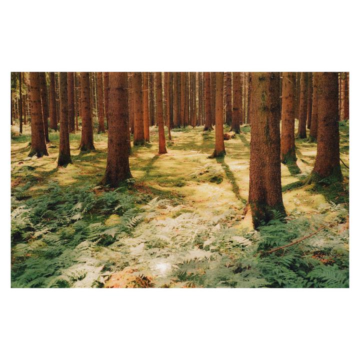 Forest Light | Leica MP + Elmarit 28 | Portra 400