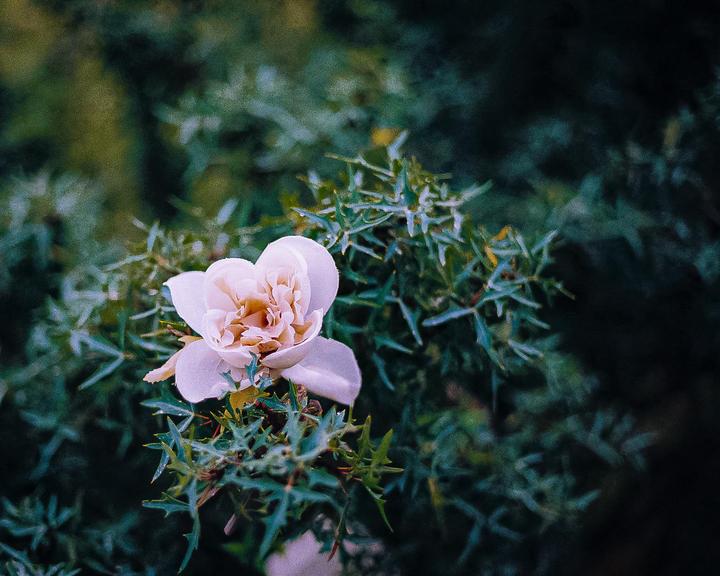 How bad does this suck? A1, Kodak 200 (i think) shot @ iso 100
