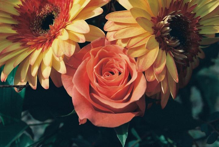 Just some flowers (Ricoh KR-5, Tokina AT-X 28-85mm, Kodak Portra 160 10y exp. Box speed.)