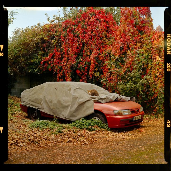 Autumn is here / Bronica SQ-A 80mm f2.8 / Kodak Gold 200 / Bellini C41 kit 38°C