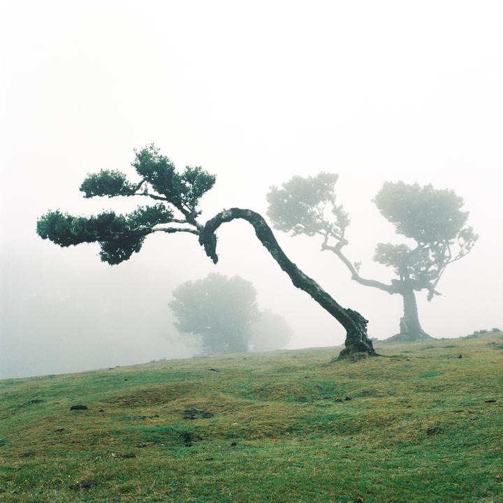Fanal, Madeira [Hasselblad 503CX, Planar 80mm f2.8, Kodak Gold 200]