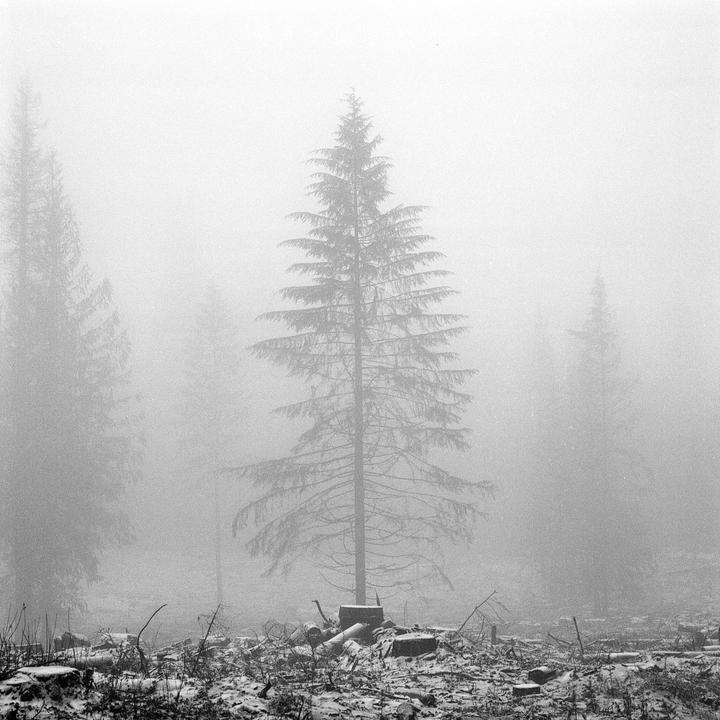 A tall pine tree stands in a foggy, snowy forest clearing with tree stumps and debris on the ground.