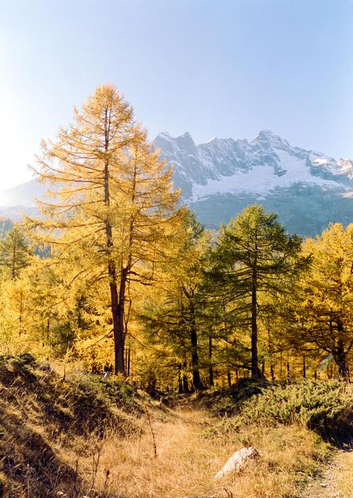 Larches in the Alps [Nikon fm2 - Cinestill 50D]