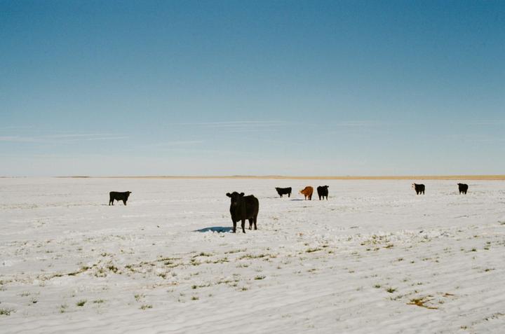 Winter on the Colorado Prairie [Canon A1, Fuji400 + Kodak Gold]