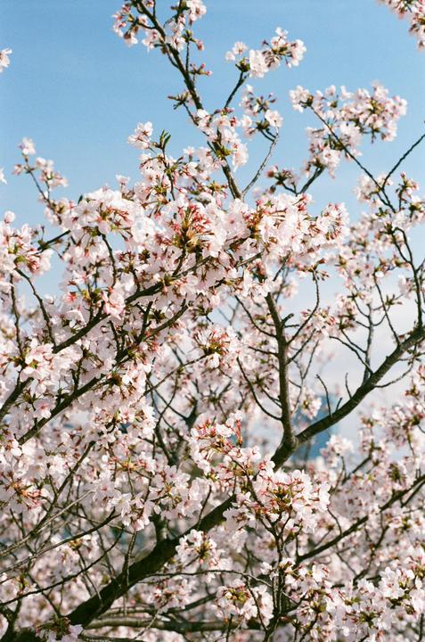 Sakura blossoms [Nikon F80, Nikkor 50mm 1.8D, Fuji X-Tra 400]