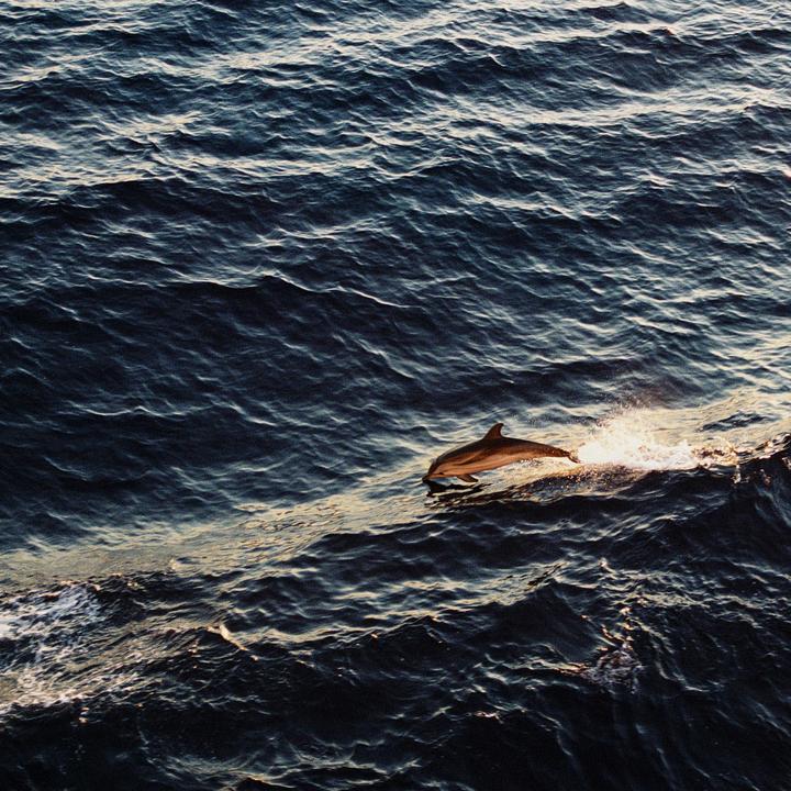 Snapshot of a dolphin i took during sunrise on a ferry in Italy [Olympus OM-2, Zuiko 35-70mm, Portra400]