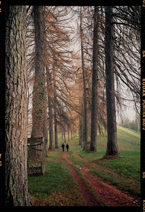 Larch Alley [Fuji GW690II, 90mm, Portra 800]