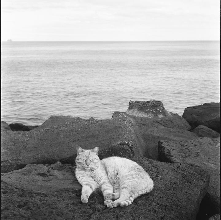 Rolleiflex 3.5 Kodak TX400