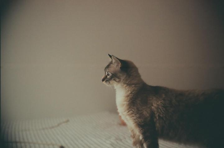Why the line in the middle (Nikon FM10, Kodak 200)