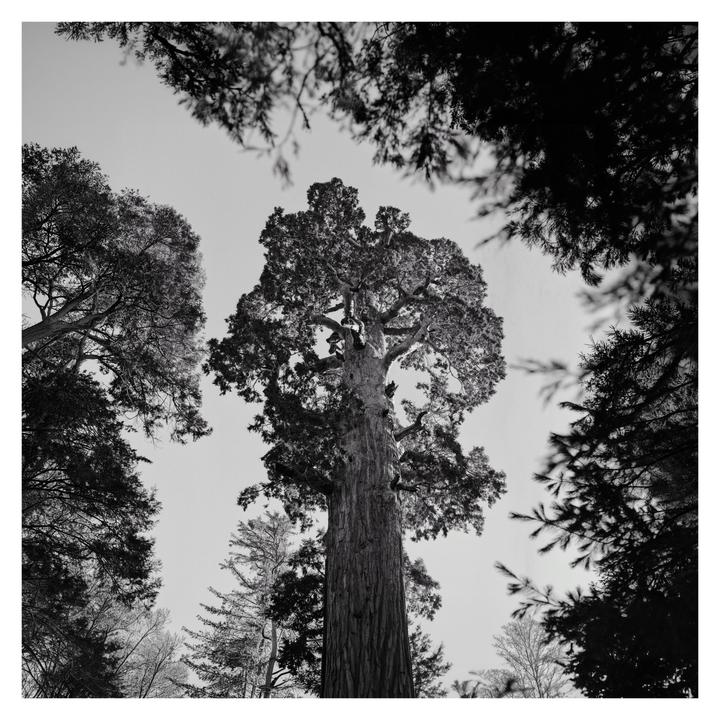 Giant Sequoia [Hasselblad 500cm, Zeiss 50 f/2.8, Ilford XP2]